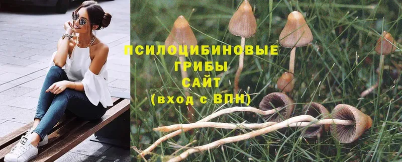 хочу наркоту  Почеп  Галлюциногенные грибы Psilocybe 